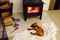 Baz loves to sleep by the fire
